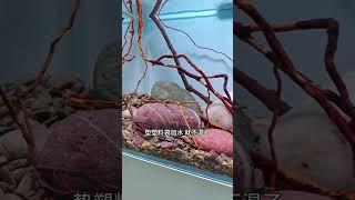 30溪流缸开缸造景教程，及器材清单，很适合新手噢~ #水族 #aquarium #鱼小刚水族 #鱼缸造景 #开缸