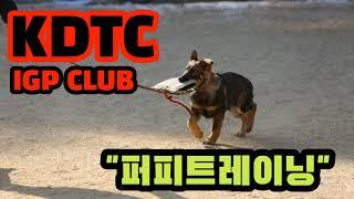 [KDTC] IGP 퍼피트레이닝, 3개월 퍼피트레이닝 기초가 중요합니다.