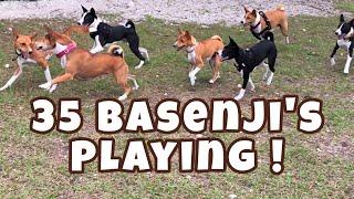 35 Basenji’s Playing! || South Florida Basenji Meetup