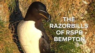 THE RAZORBILLS OF RSPB BEMPTON CLIFFS