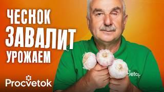 ВСЕГДА КЛАДУ ЭТО В ГРЯДКУ ПРИ ПОСАДКЕ ЧЕСНОКА, и он вырастет огромным и не гниет! Советы агронома