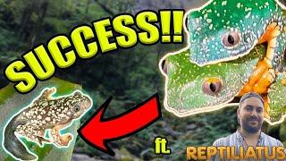 BREEDING THE RAREST FROGS IN THE COUNTRY!! ft. @Reptiliatus