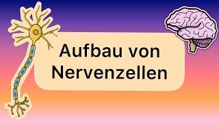 Aufbau von Nervenzellen