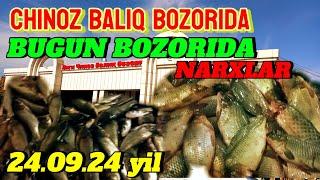 SAZAN BALIGʻINING NARXLARI CHINOZ BALIQ BOZORIDA 