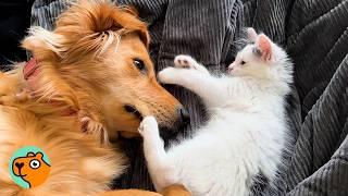 Golden Surprised Mom By Falling In Love With Kittens | Cuddle Buddies