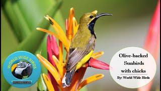 Olive-backed Sunbird Family Life  | Parenting in Action! Plus song #olivebackedsunbird  #sunbirds