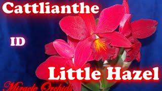 Cattleya (Cattlianthe) Little Hazel - amazing fiery red orchid :X