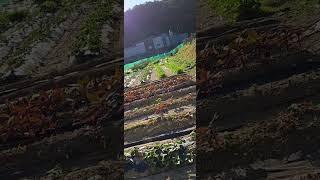감자꽃이 피기 시작한 법등사 텃밭 제5탄 #설오스님#텃밭