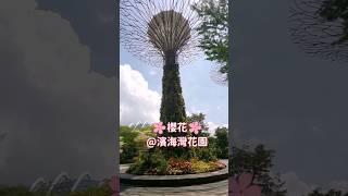 在新加坡看日本櫻花Watching Japanese cherry blossoms in Singapore