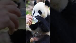 Sweet Panda Cub Moments That Will Melt Your Heart #panda