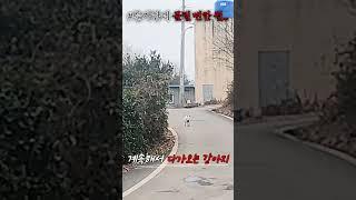 "공포" 집 보러 갔는데.. 목줄 없는 강아지가 걸어오면?? #shorts