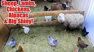 Sheep, Lambs, Chickens and a Duck, Oh My