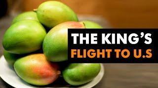 Surge In India's Mango Exports To The U.S | Business News Today | News9