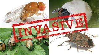 Invasive Insects in Missouri Horticulture