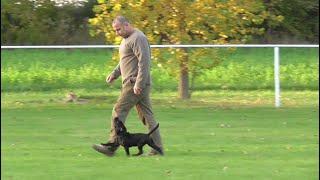 3-month-old Staffordshire Bull Terrier "Debbie" - obedience training