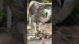 #Hawk #Eagle #Owl #Wildlife #Animal #EagleHawkOwl hawk vs snake, Owl vs snake fight, Eagle Vs Snake,