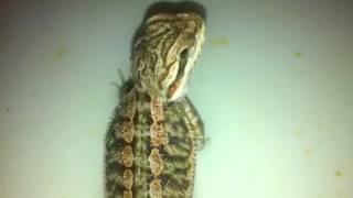 Charizard the Bearded Dragon