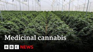 Why is it so difficult to get medicinal cannabis in the UK? - BBC News