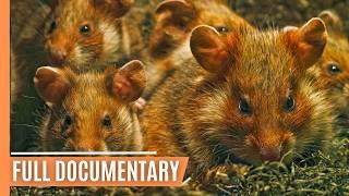 Tiny Titans - The Fascinating Lives of Rodents | Full Documentary