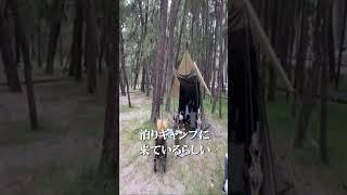 キャンプ場にお散歩に来たら仲良し友達見つけた