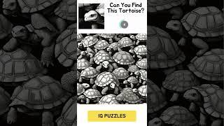 Can You Find This Tortoise? Image Puzzle