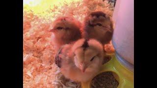 How to start your new baby chickens off right! Teaching chicks to eat from your hand