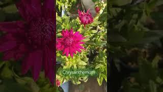 Chrysanthemum flower | #youtubeshorts #shorts #ytshorts #flowers #gardening #garden #plants #trend