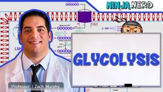 Metabolism | Glycolysis