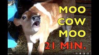 MOO COW MOO  / authentic sounds  (21 MIN.)   FARM ANIMALS /  Babies, Toddlers, Preschool, K-3