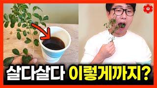 내일부터 커피 못 마시는 이유 [원인은 이 식물]