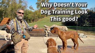 Why Doesn't Your Dog Training Look As Good As Social Media Dog Training?