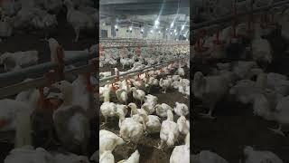 Pakistan poultry Association