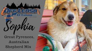 SOPHIA | Great Pyrenees, Aussie Mix | Off Leash K9 Training of Maine