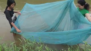 Real Life 100% Net Fishing In River At The Countryside