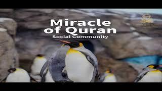 Miracle of Quran - Social Community