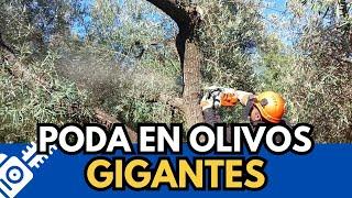 🟥 Pruning giant olive trees