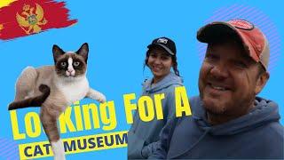 Looking for a Cat Museum - Kotor Montenegro