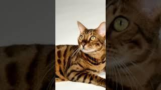 5 Most Intelligent Cat Breeds 