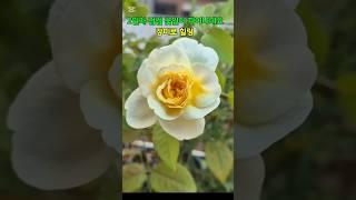 여름베란다를 달콤하게 노랑장미 8일간의 꽃 피우는 시간.. #장미 #더포이츠와이프 #꽃#식물#베란다정원#가드닝#geranium