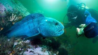 Hungry Atlantic Wolffish of Maine!  (Do they bite?)