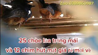 13/11:25 chòe lửa trống mái và 12 hút mật giá rẻ mới về:0389860987