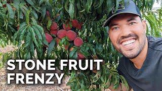 HUGE Fruit Harvest & Tasting! 