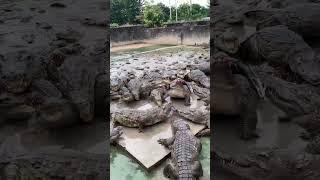 Working every day ! You need this job , Feeding to crocodile at farm #crocodile #short EP14