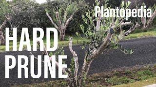 What does hard prune mean?  - NZ Plantopedia