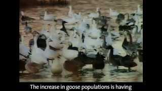 Snow Geese