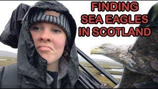 Sea eagles of Scotland (ft Amy Hall)