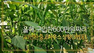 올해 600만원주고 산 20년된 중고하우스 현재 상황