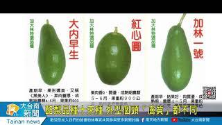 酪梨品種十來種 外型個頭「膚質」都不同20200826