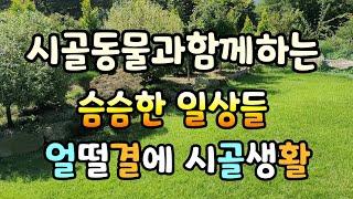 슴슴과심심과빡센 시골생활 다이어리#시골동물과생활편.