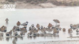 Wetlands ‘Restoration’ Threatens Bird Habitats